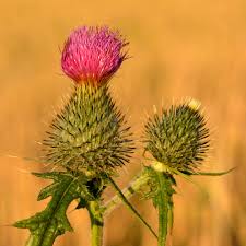 Attēlu rezultāti vaicājumam “Cirsium vulgare”