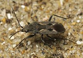 Image result for Rhyparochromus