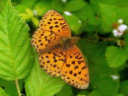 Attēlu rezultāti vaicājumam “Brenthis daphne upperside”
