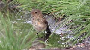 Image result for Erithacus rubecula