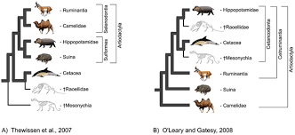 Attēlu rezultāti vaicājumam “Artiodactyla”