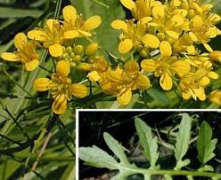 Attēlu rezultāti vaicājumam “Rorippa sylvestris”