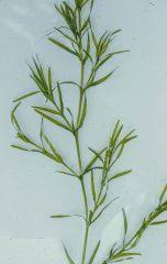 Attēlu rezultāti vaicājumam “Najas minor leaf”