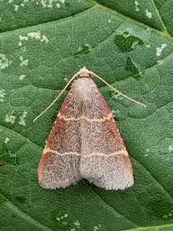 Attēlu rezultāti vaicājumam “Hypsopygia glaucinalis”