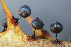 Attēlu rezultāti vaicājumam “Lamproderma pulchellum macro”