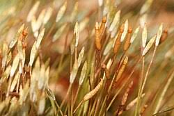 Attēlu rezultāti vaicājumam “Tetraphis pellucida”