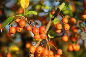 Attēlu rezultāti vaicājumam “Malus x zumi”