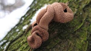 Attēlu rezultāti vaicājumam “Encoelia furfuracea”