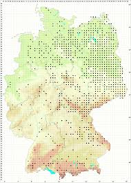 Attēlu rezultāti vaicājumam “Sciuro-hypnum curtum”