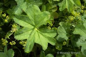 Attēlu rezultāti vaicājumam “Alchemilla subcrenata”