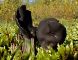 Attēlu rezultāti vaicājumam “Helvella lacunosa”