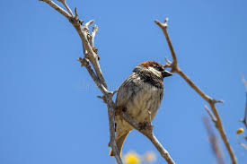 Image result for Passer hispaniolensis