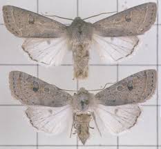 Attēlu rezultāti vaicājumam “Orthosia gracilis”