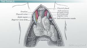 Image result for Thymus
