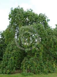 Attēlu rezultāti vaicājumam “Fraxinus excelsior Pendula bud”