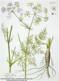 Image result for Carum carvi