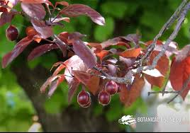 Attēlu rezultāti vaicājumam “Prunus cerasifera fruit”