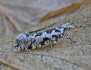 Attēlu rezultāti vaicājumam “Ypsolopha sequella”