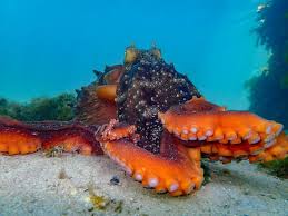 Image result for Chelmsford Octopush Club