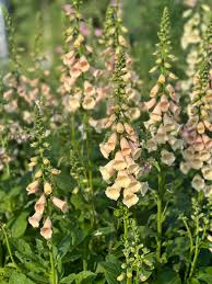 Image result for Digitalis purpurea