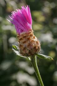Attēlu rezultāti vaicājumam “Centaurea phrygia flower”
