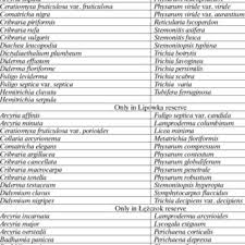 Attēlu rezultāti vaicājumam “Stemonitopsis subcaespitosa spores”