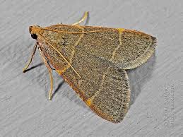 Attēlu rezultāti vaicājumam “Hypsopygia glaucinalis”