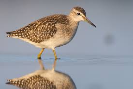 Attēlu rezultāti vaicājumam “Tringa glareola”