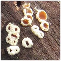 Attēlu rezultāti vaicājumam “Stictis”