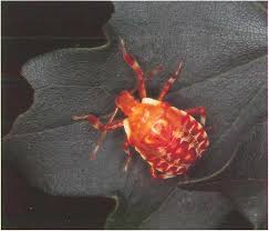 Attēlu rezultāti vaicājumam “Pinthaeus sanguinipes imago”