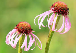 Attēlu rezultāti vaicājumam “Geranium bohemicum flower”