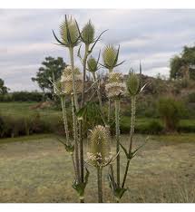 Image result for Dipsacus laciniatus