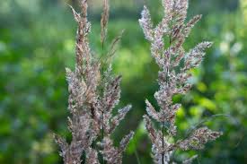 Attēlu rezultāti vaicājumam “Calamagrostis epigeios”