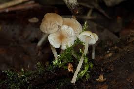 Attēlu rezultāti vaicājumam “Psathyrella pygmaea”