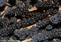 Attēlu rezultāti vaicājumam “Badhamia foliicola”