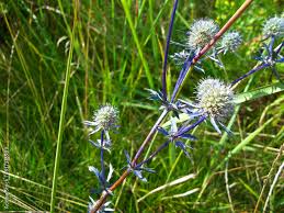 Image result for Blaudistel