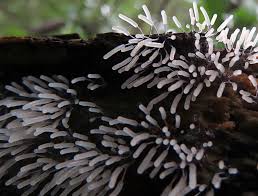 Attēlu rezultāti vaicājumam “Stemonitopsis hyperopta var. landewaldii macro”