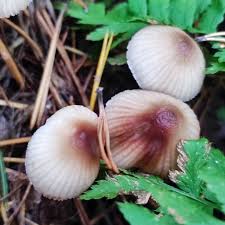 Attēlu rezultāti vaicājumam “Mycena zephirus”