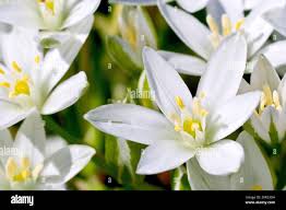Attēlu rezultāti vaicājumam “Ornithogalum umbellatum flower”