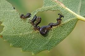 Attēlu rezultāti vaicājumam “Nematus salicis larva”