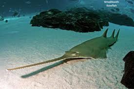 Image result for Pristis pectinata