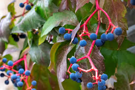 Attēlu rezultāti vaicājumam “Parthenocissus quinquefolia fruit”