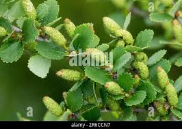 Attēlu rezultāti vaicājumam “Betula nana leaf”