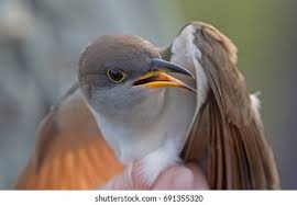 Image result for Coccyzus americanus