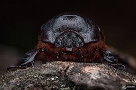 Attēlu rezultāti vaicājumam “Oryctes nasicornis male”