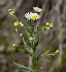 Attēlu rezultāti vaicājumam “Erigeron annuus”