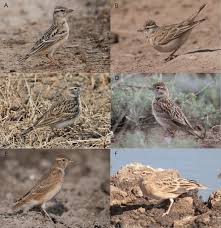 Image result for Calandrella brachydactyla