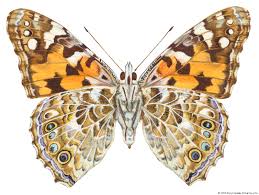 Attēlu rezultāti vaicājumam “Vanessa cardui”