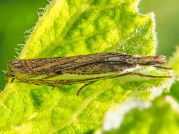 Attēlu rezultāti vaicājumam “Crambus pratella”