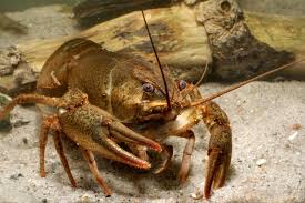 Attēlu rezultāti vaicājumam “Astacus leptodactylus”